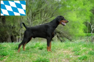 Read more about the article Hodowcy i szczenięta dobermanów w Bawaria