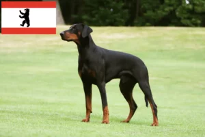 Read more about the article Dobermann hodowcy i szczenięta w Berlin