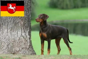 Read more about the article Hodowcy i szczenięta Dobermann w Dolna Saksonia