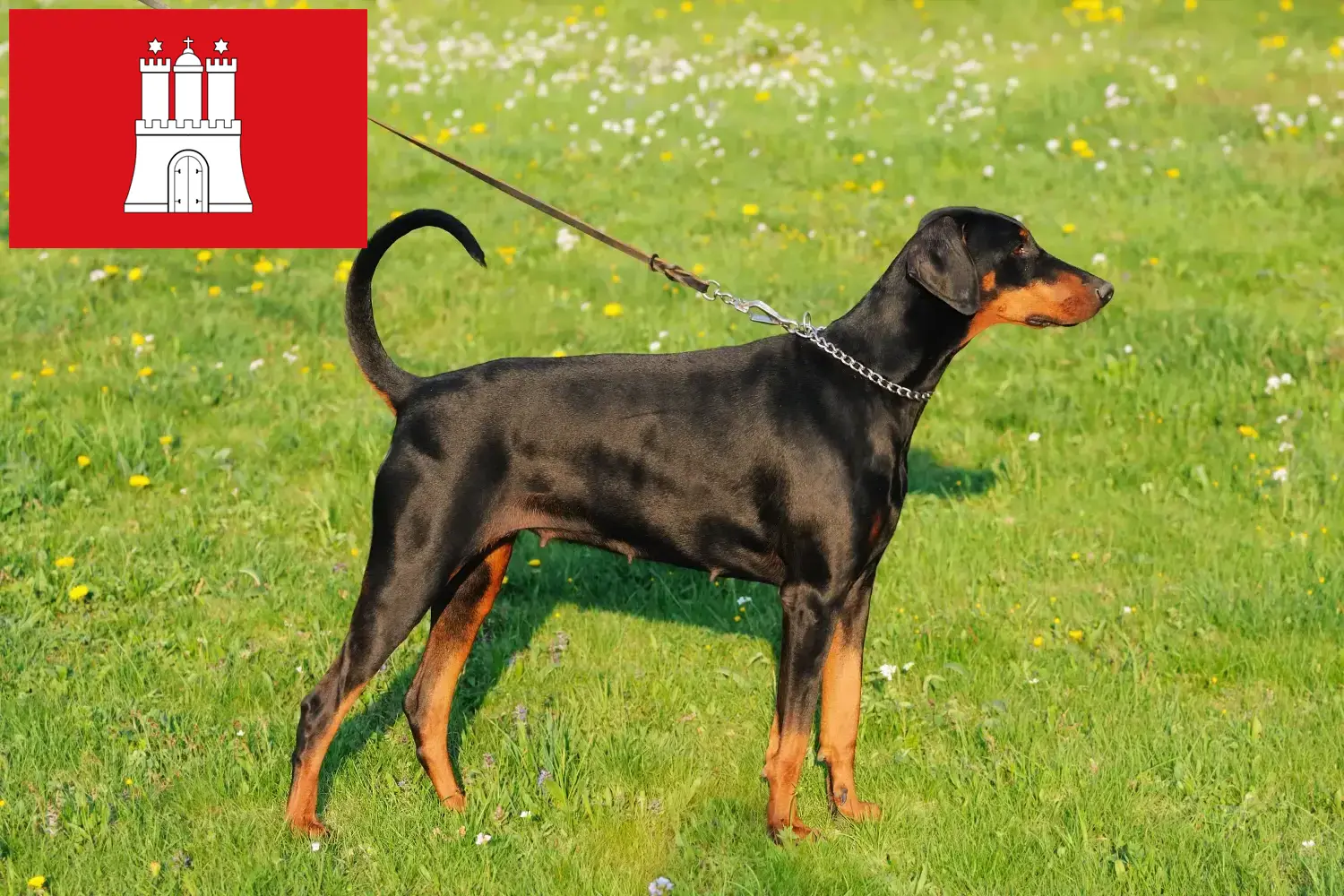Szczenięta i hodowcy dobermanów Hamburg Tutaj znajdziesz hodowców rasy Dobermann w Hamburg.