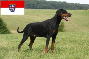 Read more about the article Hodowcy i szczenięta Dobermann w Hesja