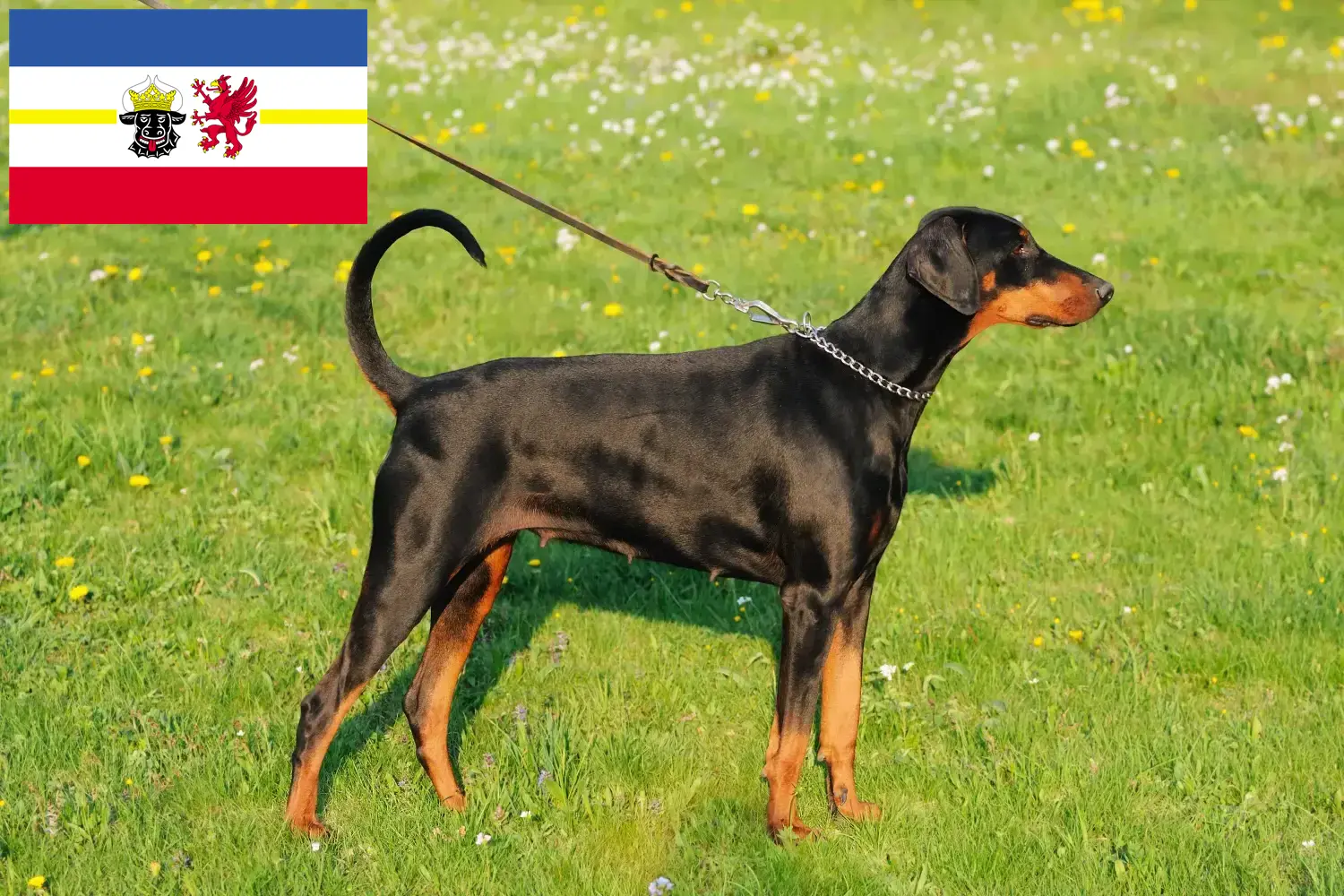 Read more about the article Hodowcy i szczenięta Dobermann w Meklemburgia-Pomorze Przednie
