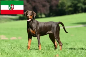 Read more about the article Hodowcy i szczenięta Dobermann w Nadrenia Północna-Westfalia