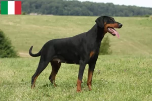 Read more about the article Hodowcy i szczenięta dobermanów w Włochy