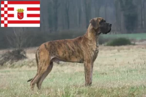 Read more about the article Hodowca dog niemiecki i szczenięta w Brema