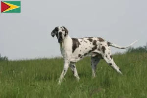 Read more about the article Hodowcy i szczenięta dog niemiecki w Gujana