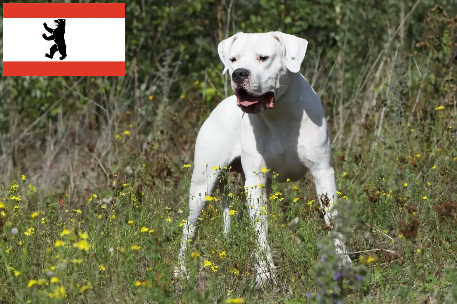 Dogo argentyńskie szczenięta i hodowcy Berlin Tutaj znajdziesz hodowców psów Dogo Argentinos w Berlin.