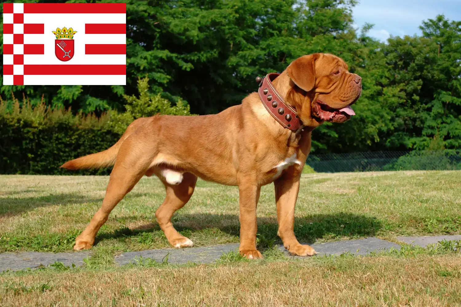Dogue de Bordeaux szczenięta i hodowca Brema Tutaj znajdziesz hodowców Dogue de Bordeaux w Brema.