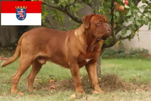 Read more about the article Hodowcy i szczenięta Dogue de Bordeaux w Hesja