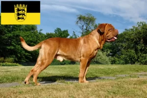 Read more about the article Hodowcy i szczenięta Dogue de Bordeaux w Badenia-Wirtembergia