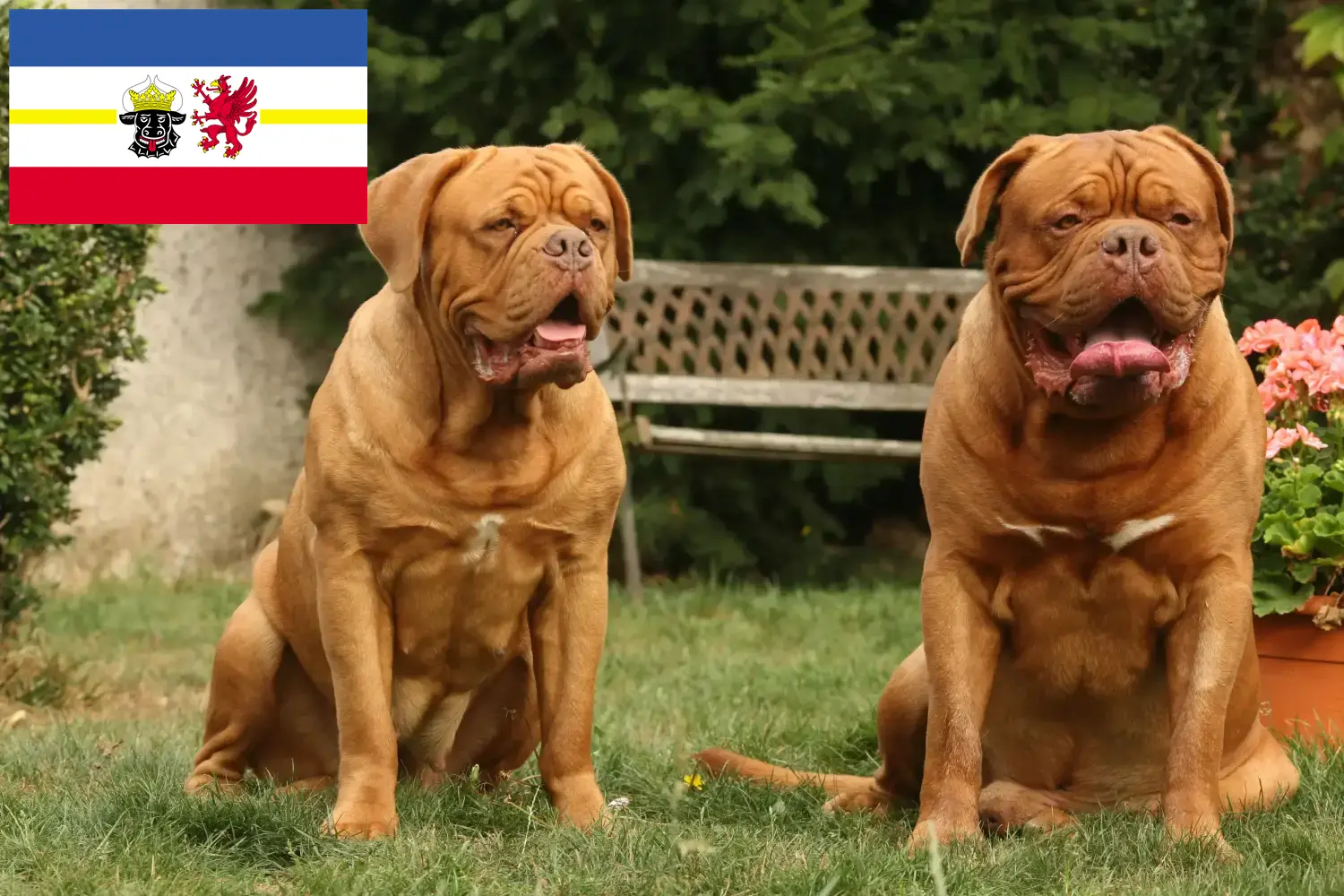 Dogue de Bordeaux szczenięta i hodowcy Meklemburgia-Pomorze Przednie Tutaj znajdziesz hodowców rasy Dogue de Bordeaux w Meklemburgia-Pomorze Przednie.