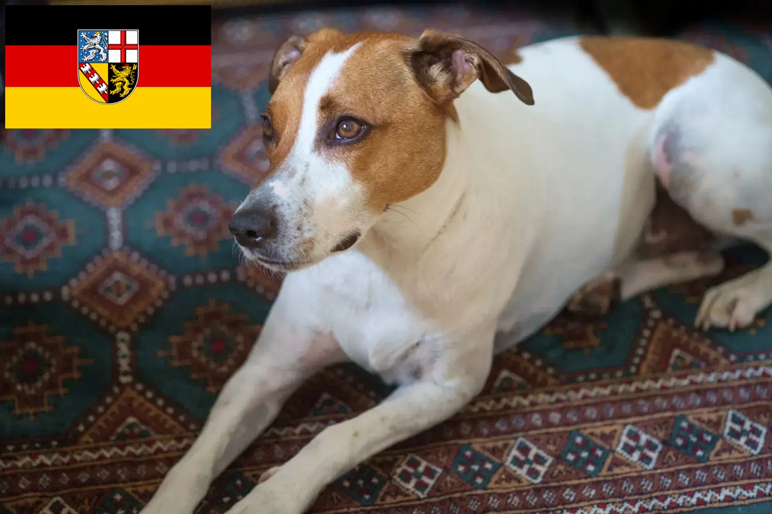 Duńsko-szwedzki pies pasterski szczenięta i hodowca Saara Tutaj znajdziesz hodowców rasy Duńsko-szwedzki pies pasterski w Kraj Saary.