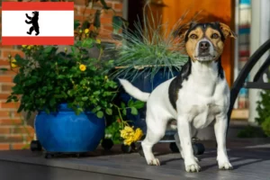 Read more about the article Duńsko-szwedzcy hodowcy psów i szczeniąt w Berlinie