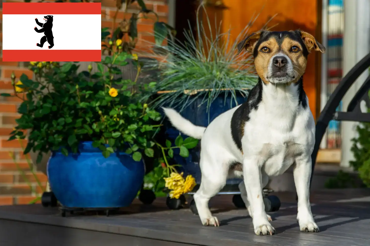 Duńsko-szwedzki pies pasterski szczenięta i hodowcy Berlin Znajdź hodowców Psy duńsko-szwedzkie w Berlin tutaj.