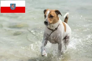Read more about the article Duńsko-szwedzcy hodowcy psów i szczeniąt w Turyngia