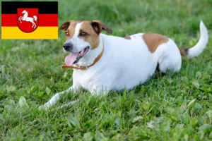 Read more about the article Duńsko-szwedzcy hodowcy psów i szczeniąt w Dolna Saksonia