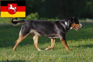 Read more about the article Hodowla dużych szwajcarskich psów górskich i szczeniąt w Dolnej Saksonii