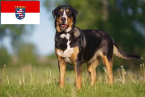 Read more about the article Hodowca dużych szwajcarskich psów górskich i szczeniąt w Hesji