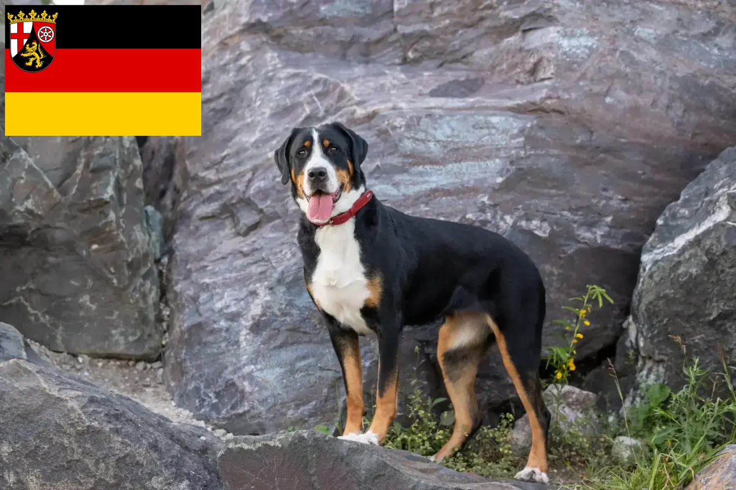 Wielki szwajcarski pies pasterski szczenięta i hodowcy Nadrenia-Palatynat Tutaj znajdziesz hodowców rasy Wielki szwajcarski pies pasterski w Nadrenia-Palatynat.