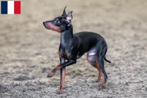 Read more about the article Hodowcy i szczenięta English Toy Terrier w Francja