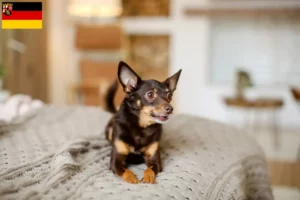 Read more about the article Hodowcy i szczenięta English Toy Terrier w Nadrenia-Palatynat