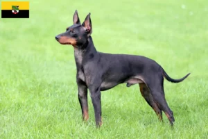 Read more about the article Hodowcy i szczenięta English Toy Terrier w Saksonia-Anhalt