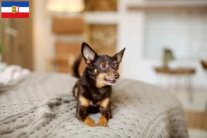 Read more about the article Hodowcy i szczenięta English Toy Terrier w Szlezwik-Holsztyn