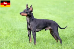 Read more about the article Hodowcy i szczenięta English Toy Terrier w Dolna Saksonia
