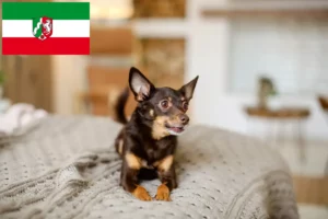 Read more about the article Hodowcy i szczenięta English Toy Terrier w Nadrenia Północna-Westfalia