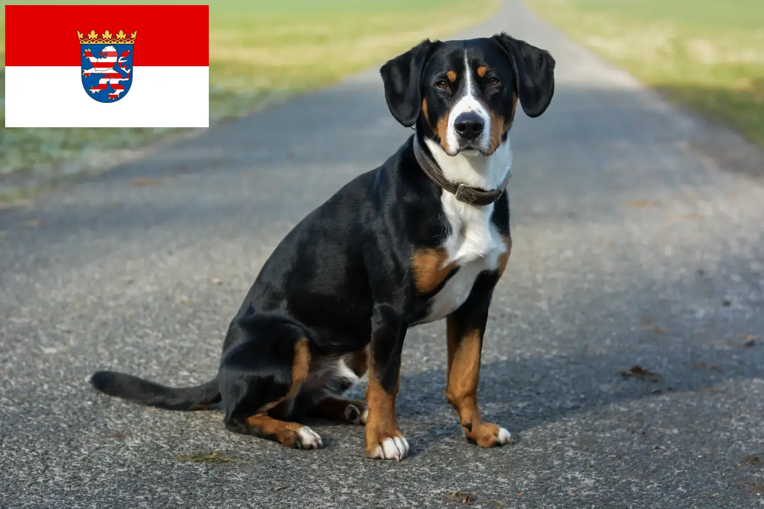 Entlebucher Pies górski Szczenięta i hodowca Hesja Tutaj znajdą Państwo hodowle Entlebucher Mountain Dog w Hesja.