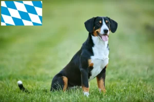 Read more about the article Entlebuch Hodowca psów górskich i szczeniąt w Bawarii