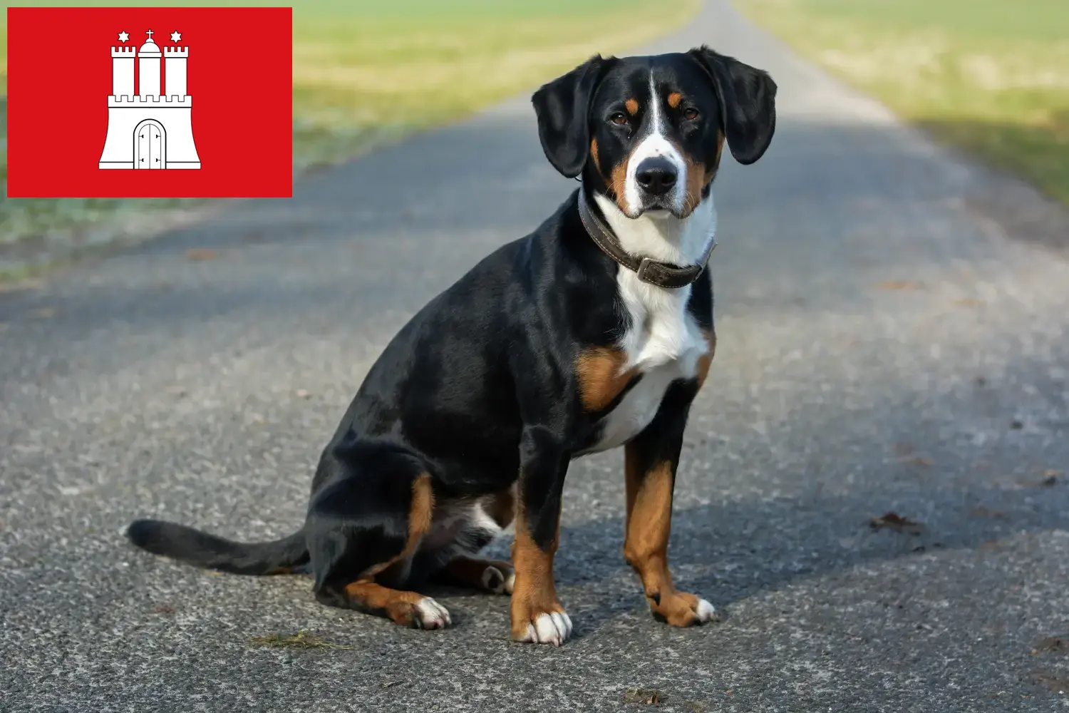 Szczenięta Entlebucher Mountain Dog i hodowca Hamburg Tutaj znajdziesz hodowców Entlebucher Mountain Dog w Hamburg.
