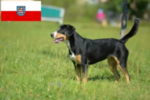 Read more about the article Entlebucher Hodowca psów górskich i szczeniąt w Turyngii