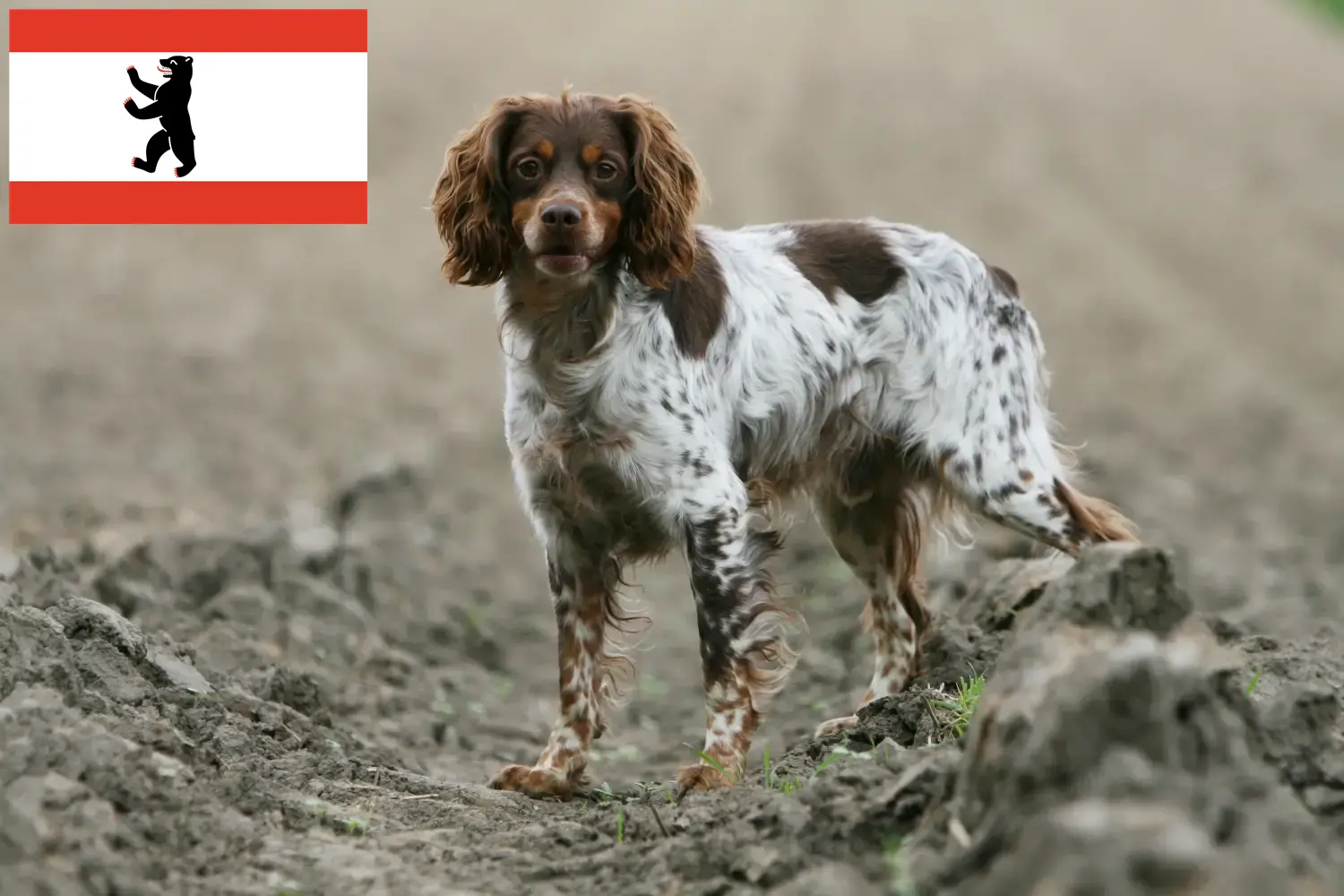 Epagneul Bretońskie szczenięta i hodowcy Berlin Znajdź hodowców Epagneul Bretons w Berlin.