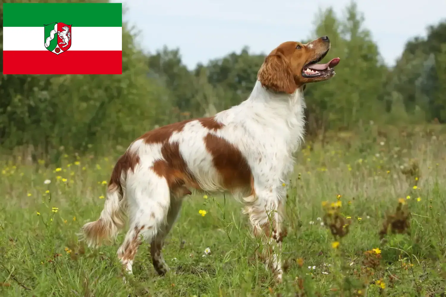 Epagneul Bretońskie szczenięta i hodowcy Nadrenia Północna-Westfalia Tutaj znajdziesz hodowców rasy Epagneul bretoński w Nadrenia Północna-Westfalia.