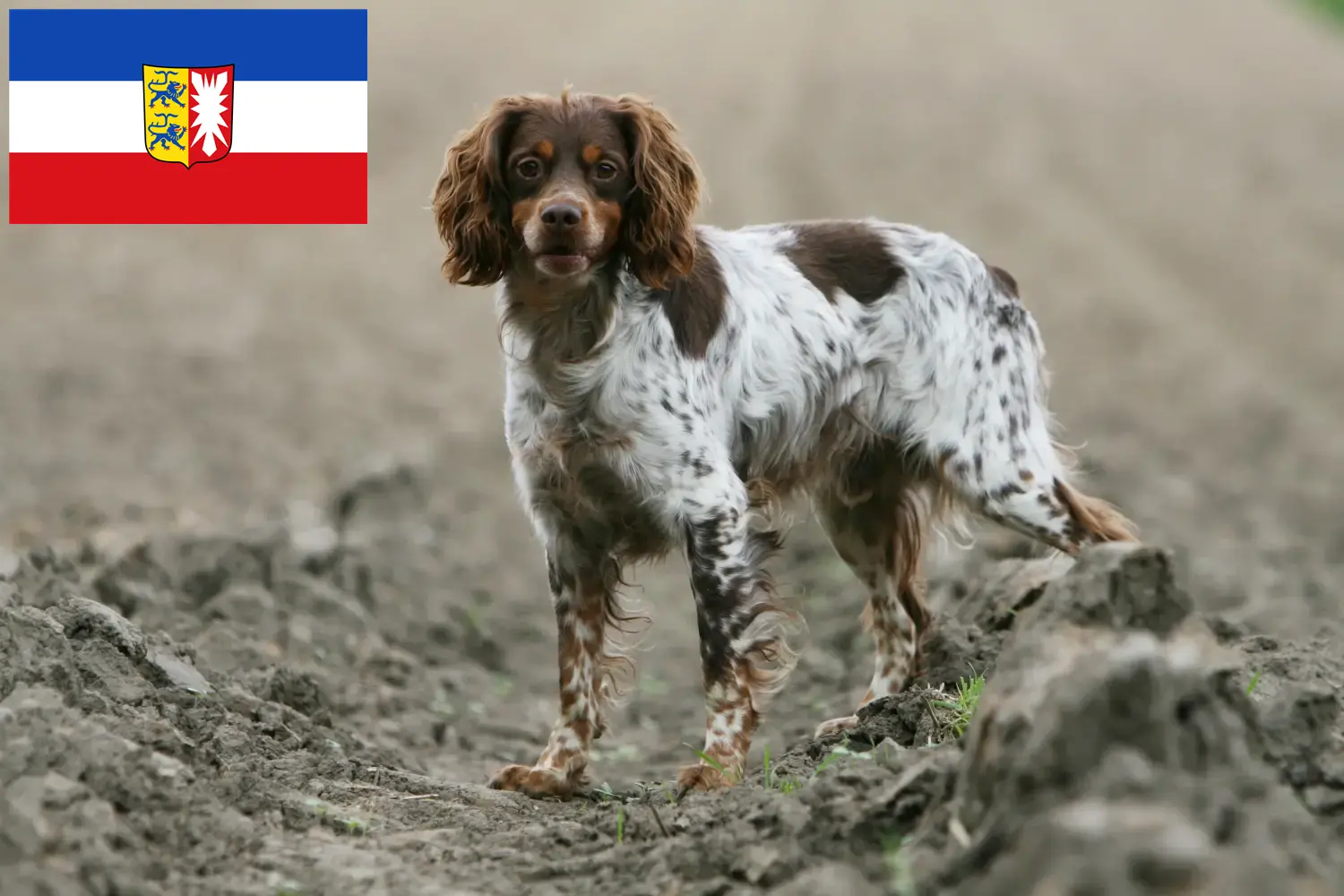 Epagneul Bretońskie szczenięta i hodowcy Szlezwik-Holsztyn Tutaj znajdziesz hodowców rasy Epagneul bretoński w Szlezwik-Holsztyn.