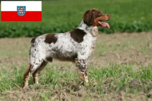 Read more about the article Epagneul bretoński hodowcy i szczenięta w Turyngia