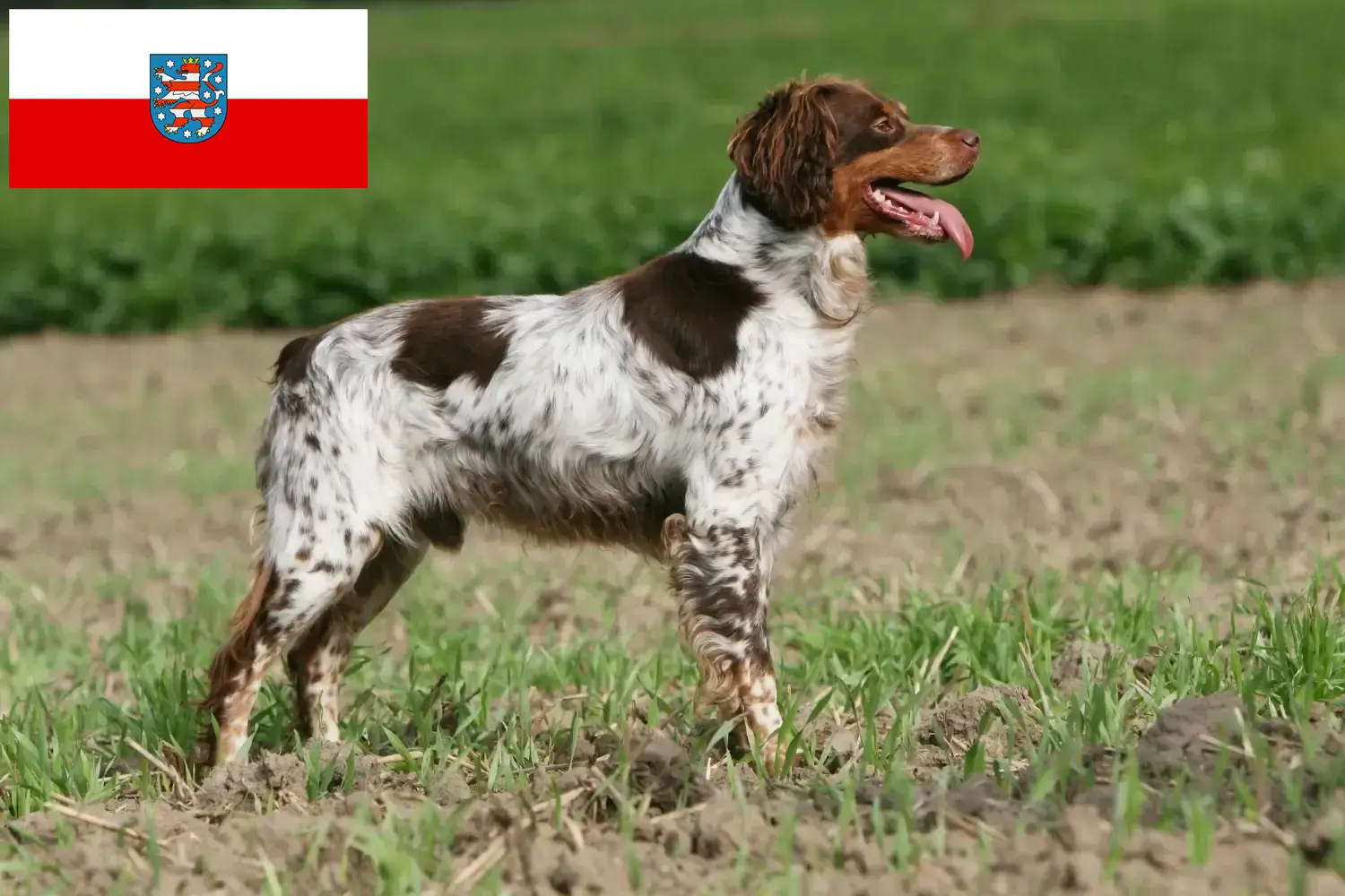 Epagneul Bretońskie szczenięta i hodowcy Turyngia Tutaj znajdziesz hodowców rasy Epagneul bretoński w Turyngia.