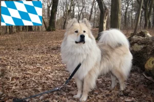 Read more about the article Hodowcy i szczenięta Eurasier w Bawaria