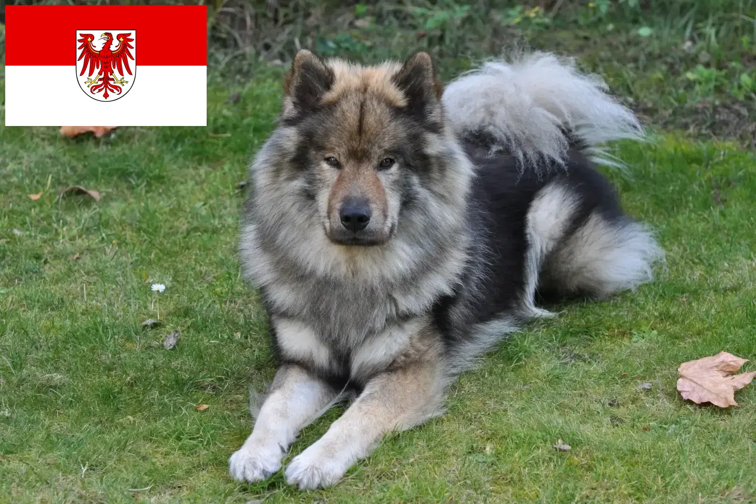 Eurasier szczenięta i hodowcy Brandenburgia Znajdź hodowców Eurasier w Brandenburgia tutaj.