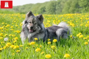 Read more about the article Hodowcy i szczenięta Eurasier w Hamburg