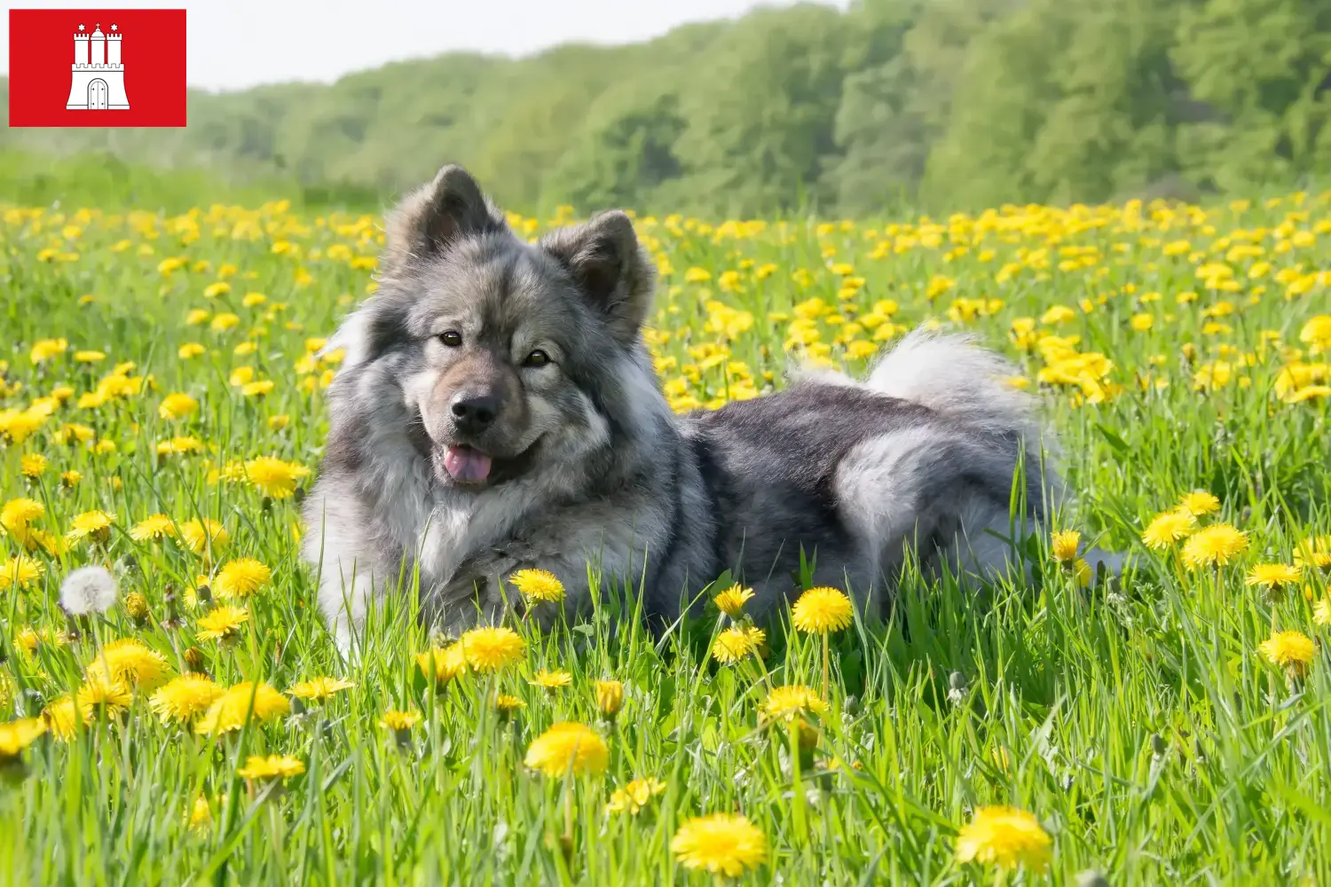 Eurasier szczenięta i hodowcy Hamburg Znajdź hodowców Eurasier w Hamburg tutaj.