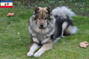 Read more about the article Hodowcy i szczenięta Eurasier w Meklemburgia-Pomorze Przednie