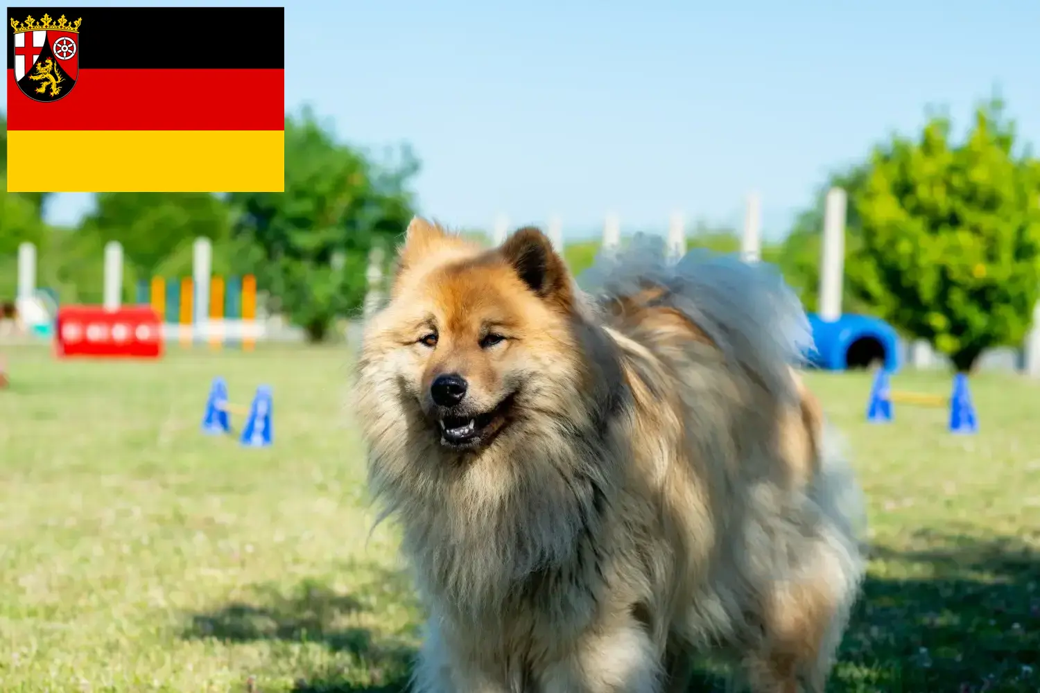 Read more about the article Hodowcy i szczenięta Eurasier w Nadrenia-Palatynat