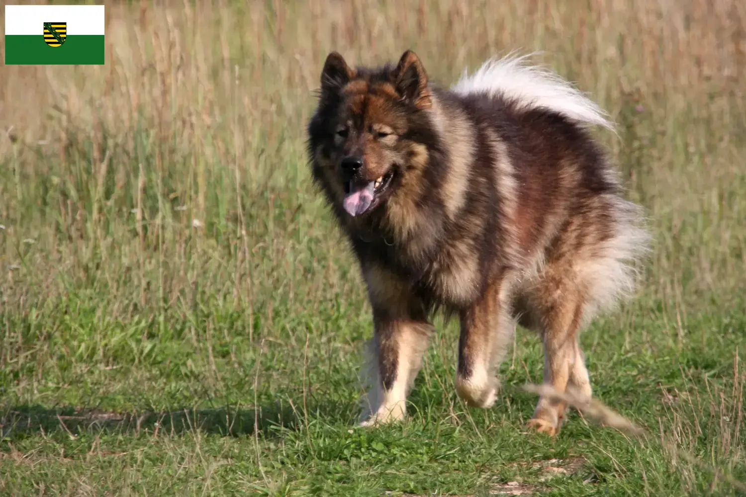 Eurasier szczenięta i hodowcy Saksonia Tutaj znajdą Państwo hodowców Eurasier w Saksonia.
