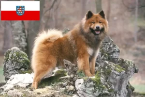 Read more about the article Hodowcy i szczenięta Eurasier w Turyngia