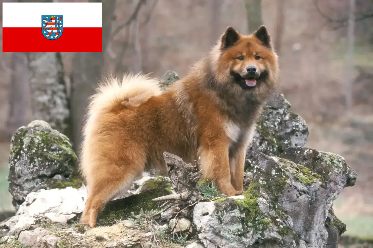 Read more about the article Hodowcy i szczenięta Eurasier w Turyngia
