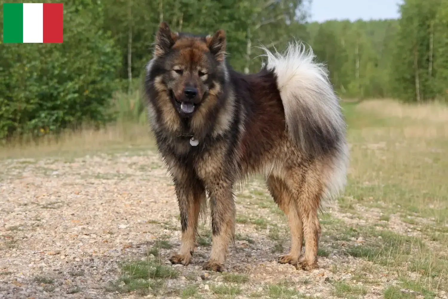 Eurasier szczenięta i hodowcy Włochy Znajdź hodowców Eurasier w Włochy tutaj.