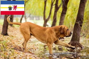 Read more about the article Fila Brasileiro hodowcy i szczenięta w Meklemburgia-Pomorze Przednie