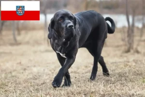 Read more about the article Fila Brasileiro hodowcy i szczenięta w Turyngia
